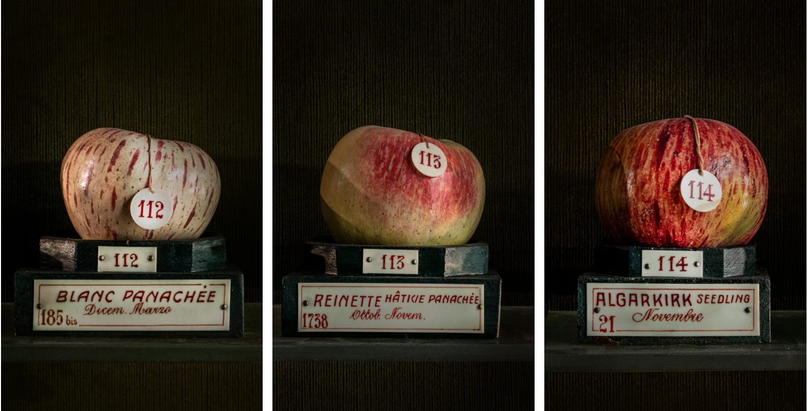 fruit