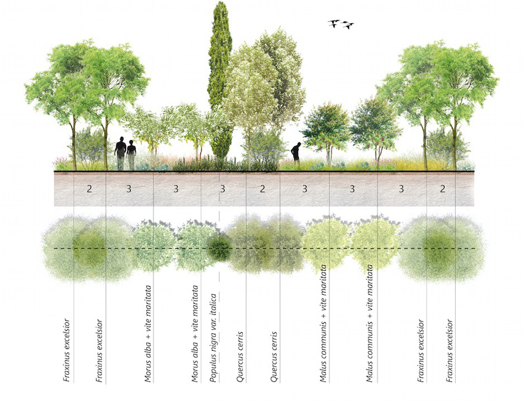 image_schema