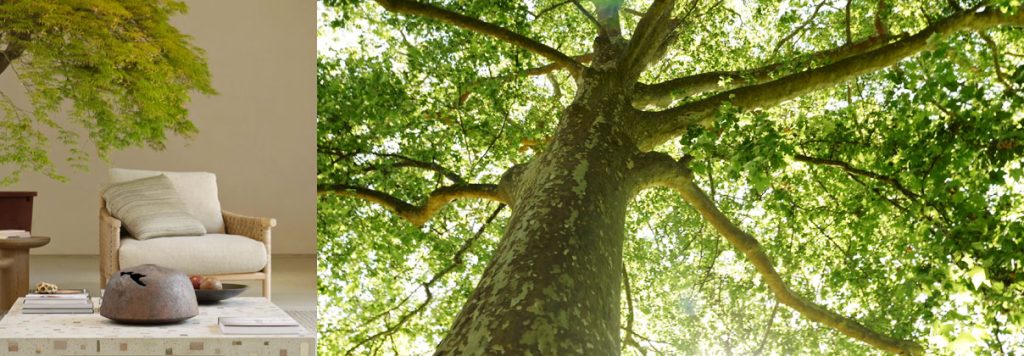 verde-1024x356